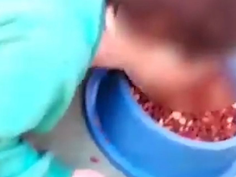 فيديو صادم: أم تجبر طفلها المريض على تناول طعام الكلاب!